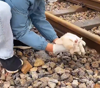 N0212047 Rescue dog #rescueanimal #rescue #animals #rescuedog #dog_part2