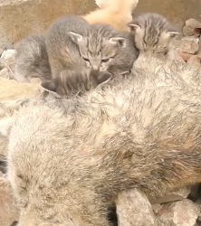 N2412024 Rescue family of cats #rescuecat #rescue #animal #animlasoftiktok