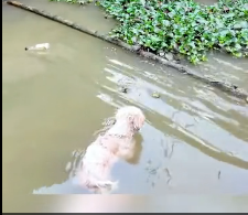 N2412025 Rescue puppy #rescue #rescueanimals #animals #animalsoftiktok #dog