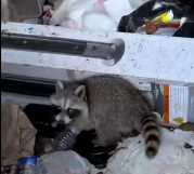 N2412026 Girl adopted raccoons in trash can #animal #rescue #rescueanimals #an