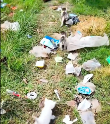 N2412027 Rescue family of cats #rescuecat #rescue #animal #animlasoftiktok