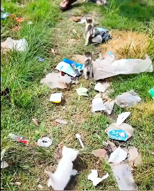 N2412027 Rescue family of cats #rescuecat #rescue #animal #animlasoftiktok