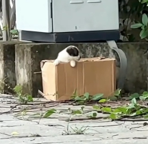 N2412028 Rescue puppy #rescuedog ##rescue #animal #animlasoftiktok #puppy #dog