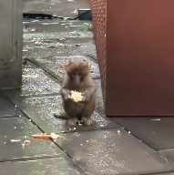 N2412030 met lonely little monkey who had lost his mother. He kept chasing