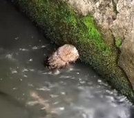 N2412029_little owl fell into water,I rescued him decided to take