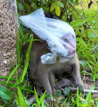 N2412031 Two baby monkeys had plastic bags over their heads. rescued them an
