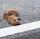 N2412033 puppy companion died,but he stayed by his companion side