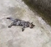 N2412034 cat was attacked by pack of dogs, saved him then… #cat