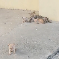 N2412035 Rescue family cat #animals #rescue #rescueanimals #fyp #catsoftikto