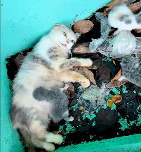 N2412036 Rescue family of starving cats #animals #rescueanimals #rescue #ani