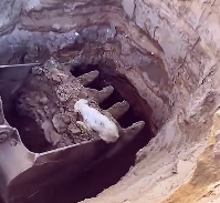 N2412037 dog was fourtunately discovered by man who used crane to res