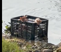 N2412038 Rescue kittens abandoned on riverbank #animals #rescue #rescueanimals