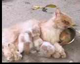 N2412039 Rescue family cat on road #rescue #rescueanimals #fyp #animals #c