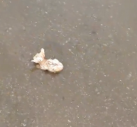 N2412040_Rescue baby cat #animals #rescue #rescueanimals #fyp #fyp #cat #rescu