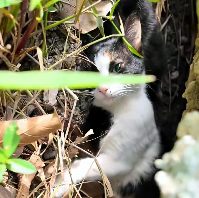 N2412041 Rescue family of cats #animals #rescueanimals #rescue #animaloftikt