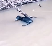 N2412042 Please leave your thanks wishes these heroes #animals #rescue