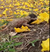 N2412043 Rescue kitten #animals #rescue #rescueanimals #fyp #cat #rescuecat