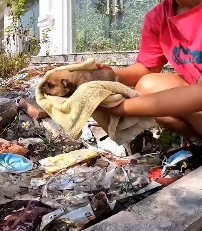 N0212045 Rescue dog#rescueanimal #rescue #rescuedog #animals #dog_part2