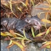 N2412044 kitten was fortunately saved by veterinarian #animals #rescue