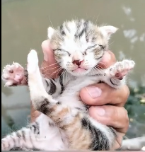 N2412045 Abandoned kitten was luckily saved by girl #animals #rescue #rescue