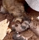 N2412046 Rescue family dog #animals #rescue #rescueanimals #fyp #dogsoftiktok