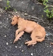 N2412047 Rescue dog so poor #animals #rescue #rescueanimals #animalsoftikt