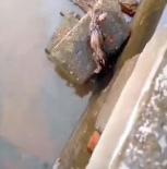 N2412048 man rescued kitten #animals #rescue #rescueanimals #cat #kitte