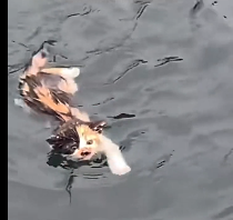 N2412049 Rescue baby cat #animals #rescue #rescueanimals #fyp #catsoftiktok