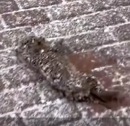 N2412050 Rescue baby dog #animals #rescue #rescueanimals #fyp #dog #dogsofti