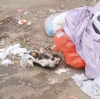 N2412051 Rescue baby cat #animals #rescue #rescuecat #rescueanimals #kitten