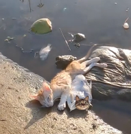 N2412052 Rescue baby cat #animals #rescue #rescuecat #rescueanimals #cat #ca