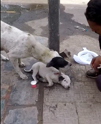 N0212044 toyching story when mother dog begs passerby to save her baby part2