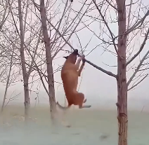 N2412053 Unsung heroes save dogs floods #animals #rescue #rescueanimals