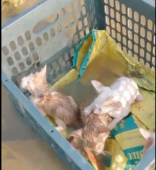 N2412054 Rescue baby cats #rescue #rescueanimals #fyp #catsoftiktok #animals