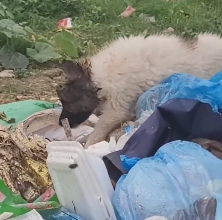 N2412055 Rescue baby dog #rescue #rescueanimals #fyp #animals #dog #dogsoftikt