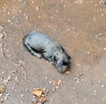 N2412056 man adopted puppies #animals #rescue #rescueanimals #fyp #dog #do