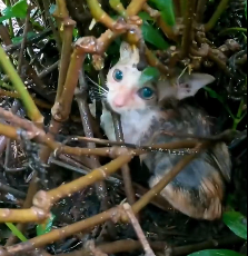 N2412057 Rescue baby cat #rescue #rescueanimals #fyp #animals #catsoftiktok #r