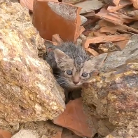 N2412058 Rescue baby cat #rescue #rescueanimals #fyp #animals #catsoftiktok #c…