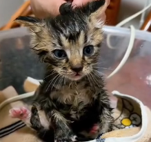 N2412059 heard faint cries help coming underground, never ima