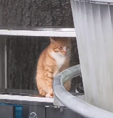 N2412060 Rescued kitten was hiding rain in trash can.#animal