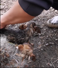 N0212043 Rescue dogs#rescueanimal #rescue #animals part2