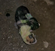 N2412061 rescued newborn puppy, then…#animals #rescue #fyp #dog #lov