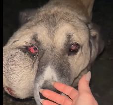 N2412062 Our hearts broken, we were absolutely devastated to learn Jo