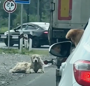 N2412063 saw an abandoned dog on roadside, then…#animals #rescue