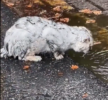N2412064 My encounter kitten on rainy day #cat #catsoftiktok #move #fun