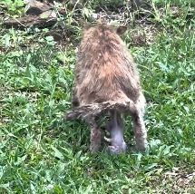 N2412065 Rescued newborn kitten was abandoned by its mother #rescue #fy