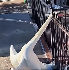 N2412066 saved big goose in park,but later realized it was white swa