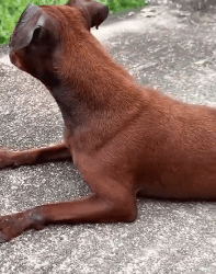 N0212042 Rescue dog#rescueanimal #rescuedog #animals part2