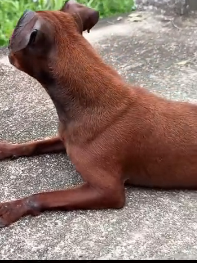 N0212042 Rescue dog#rescueanimal #rescuedog #animals part2