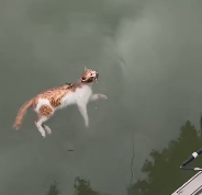 N2412067 Rescued drowning kitten #fyp #kitten #fyp #cat #catlover